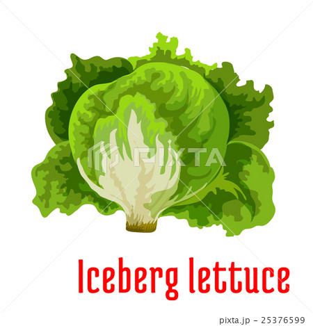 Iceberg lettuce vegetable icon with green leaves 25376599