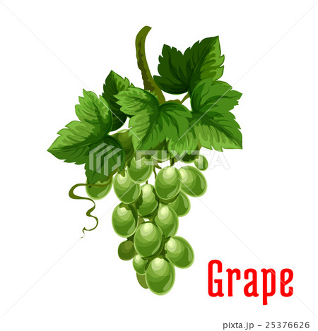 White grape fruit botanical icon 25376626