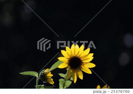 ひまわり サンリッチオレンジ その1 Sunflowerの写真素材