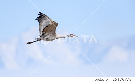 Sandhill Crane in flight 25376776