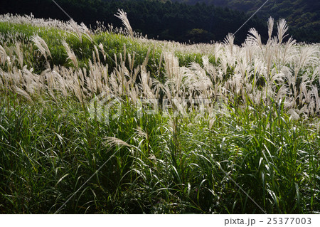 仙石原 すすき草原 仙石原 すすき草原 25377003