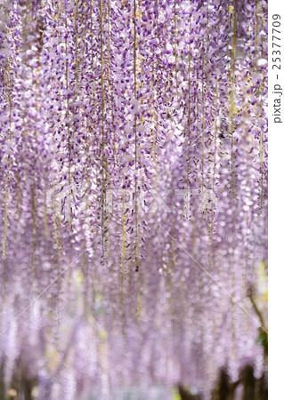 藤の花 25377709