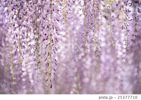 藤の花 藤の花 25377710