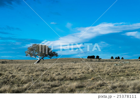 One lonely tree on an Australian rural property 25378111