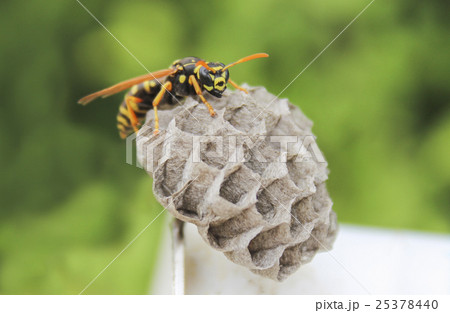 Wasp on the nest 25378440
