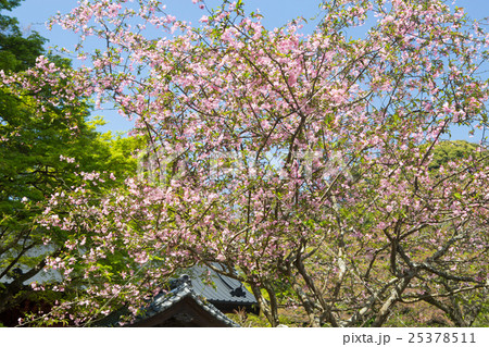 妙本寺のカイドウ 25378511