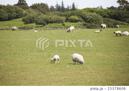 羊と草原 25378606