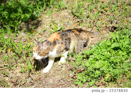 獲物を狙う三毛猫 25378830