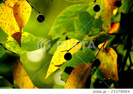 ムクノキの秋 25379064