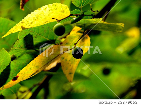 ムクノキの秋 ムクノキの秋 25379065