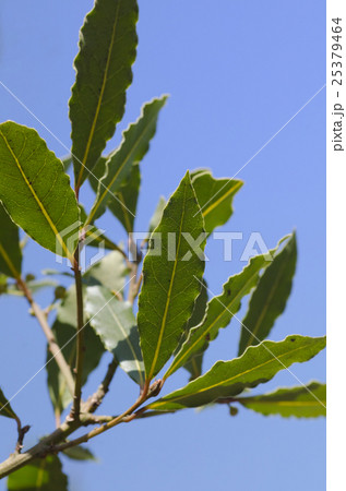 フレッシュハーブ　ローリエ　月桂樹の葉 25379464