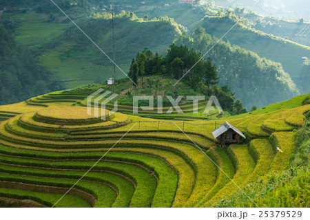 landscape Rice fields on terraced of Mu Cang Chai landscape Rice fields on terraced of Mu Cang Chai 25379529
