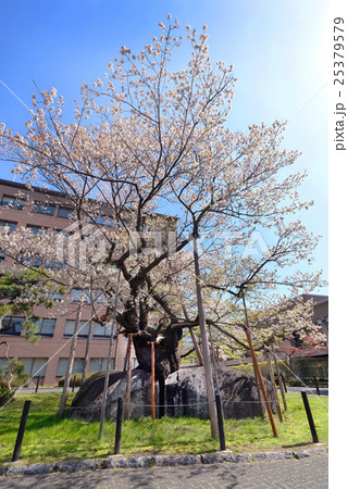 【天然記念物】石割桜 満開 25379579