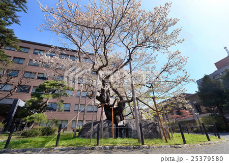 【天然記念物】石割桜 満開 25379580