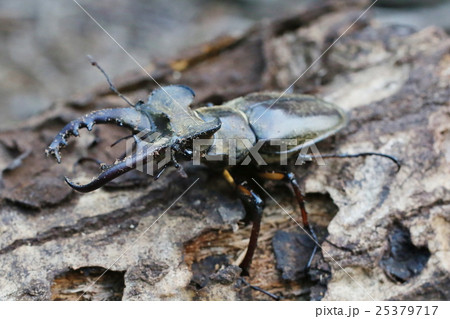 ミヤマクワガタ 25379717