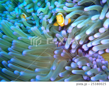 マレーシアのオレンジ色のクマノミ マレーシアのオレンジ色のクマノミ 25380025