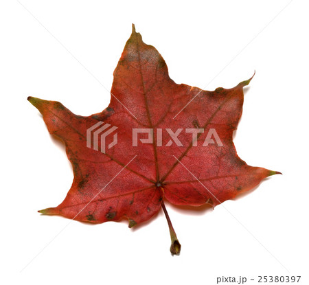 Dark red autumn maple leaf Dark red autumn maple leaf 25380397