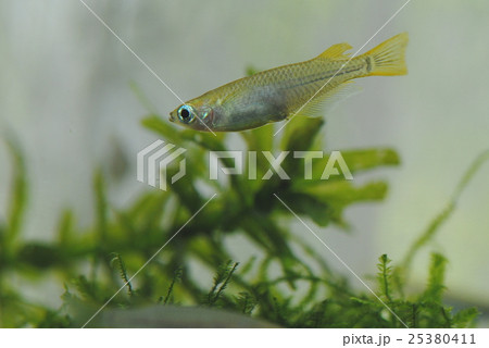 メダカ 25380411