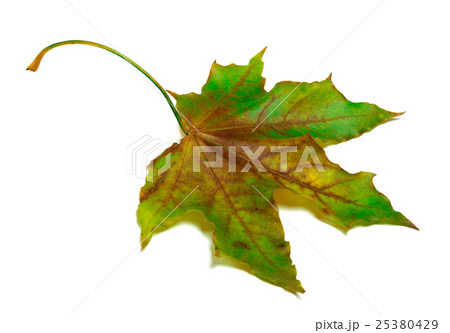 Dried multicolor maple-leaf 25380429
