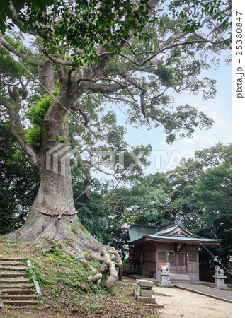 光岡八幡宮と大楠 25380847
