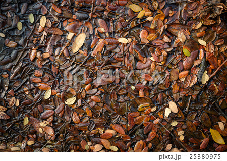 Pile of old leaves background Pile of old leaves background 25380975