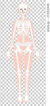 骨架的插圖 骨架的插圖 25381048