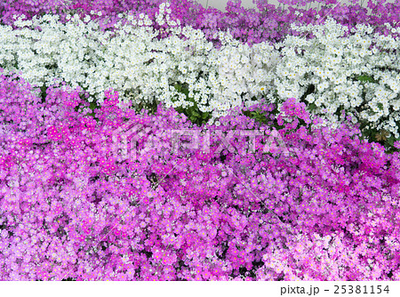 さくら草 25381154