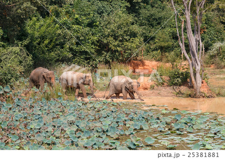 Young Asian elephants bathing Young Asian elephants bathing 25381881