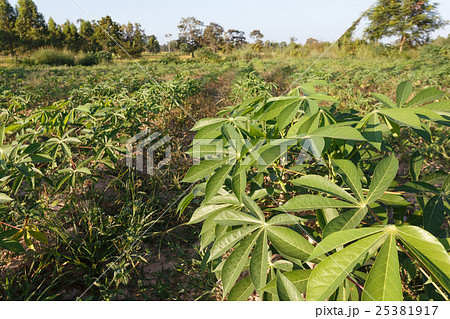 Cassava plantation Cassava plantation 25381917
