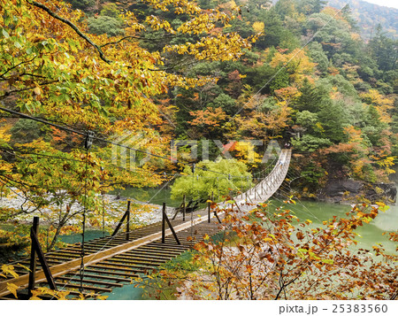 寸又峡　夢の吊り橋　紅葉シーズン 25383560