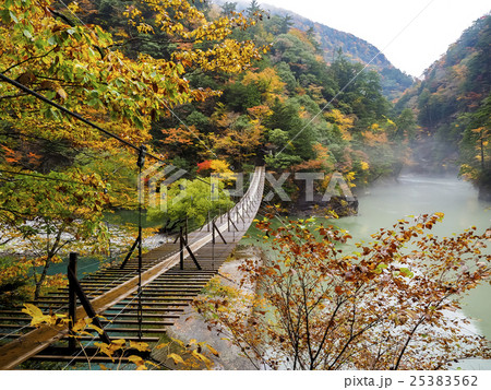 寸又峡 夢の吊り橋 紅葉シーズン 寸又峡 夢の吊り橋 紅葉シーズン 25383562