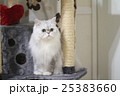 キャットタワーでおすまし猫 25383660