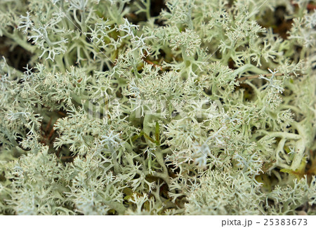 Lichen jiegel (Cladonia) Lichen jiegel (Cladonia) 25383673