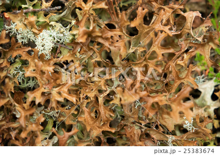 Iceland moss in the forest Iceland moss in the forest 25383674