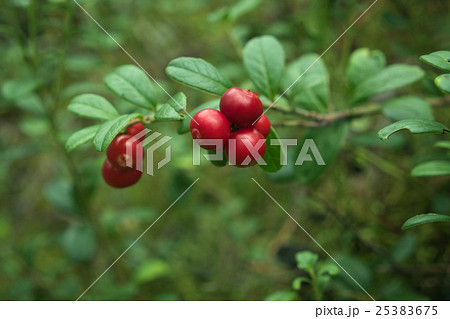 Vaccinium vitis-idaea Vaccinium vitis-idaea 25383675
