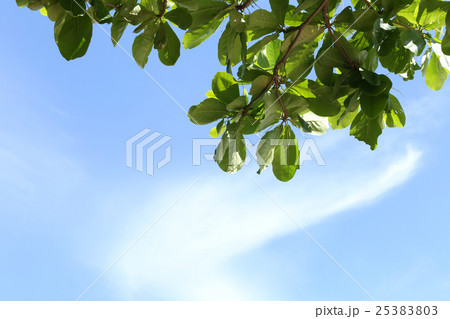 Tropical trees in the public park on blue sky. Tropical trees in the public park on blue sky. 25383803