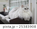 ピアノと猫 25383908