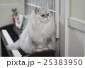 キーボードと猫 25383950