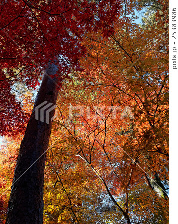 埼玉　平林寺の紅葉02 25383986