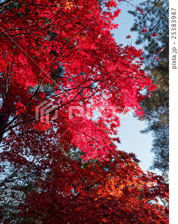 埼玉　平林寺の紅葉03 25383987