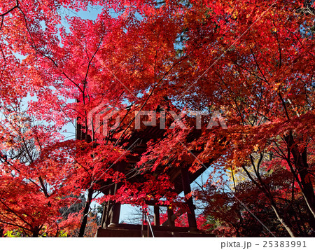 埼玉　平林寺の紅葉07 25383991