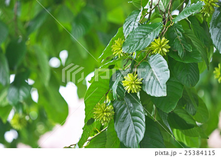 カンレンボク 25384115