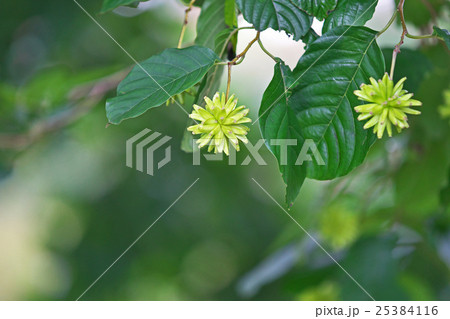 カンレンボク 25384116