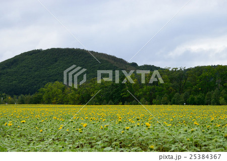 大曲湖畔園地のひまわり 25384367