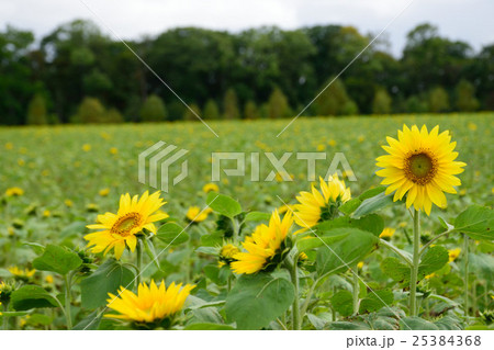 大曲湖畔園地のひまわり 25384368