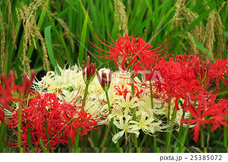 彼岸花 曼珠沙華 山田池公園 大阪府枚方市の写真素材