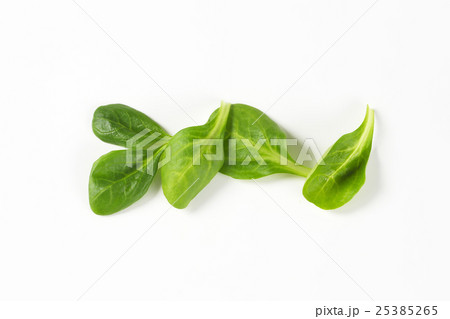 fresh corn salad leaves 25385265