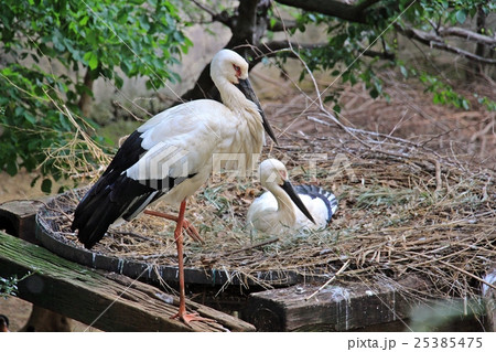 コウノトリの夫婦の写真素材