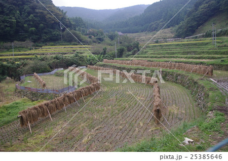 稲木・はぜかけ・稲掛け 稲木・はぜかけ・稲掛け 25385646