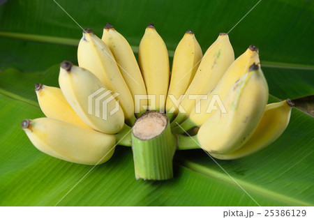 Local Thai Banana Local Thai Banana 25386129